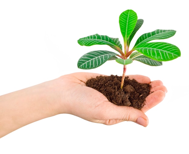 Planta en una mano aislada en blanco