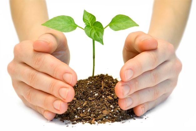 Planta en una mano aislada sobre fondo blanco