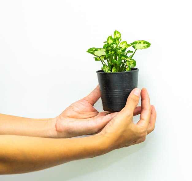 Planta con la mano contra un fondo blanco