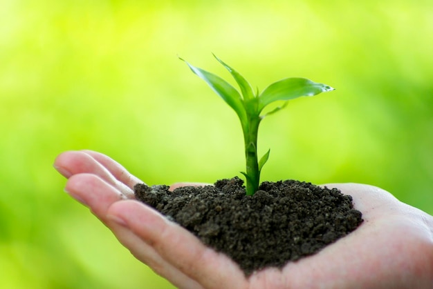 Planta en la mano sobre fondo verde