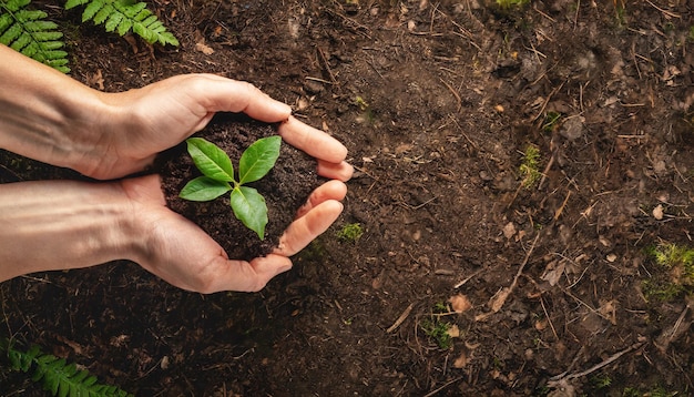 Planta con la mano en el suelo que simboliza el cuidado ecológico Concepto de conservación del bosque con la naturaleza