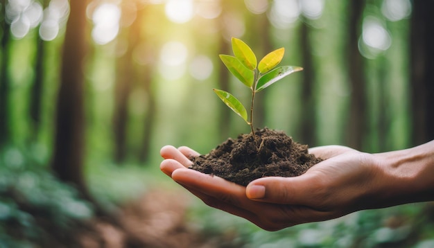 Planta con la mano en el suelo que simboliza el cuidado ecológico Concepto de conservación del bosque con la naturaleza