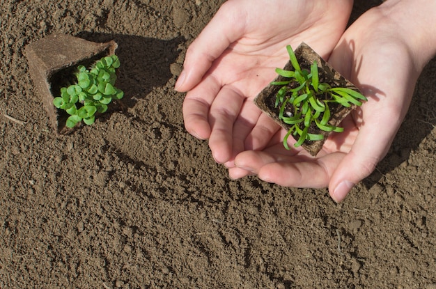 planta en manos. plántulas de micro verdes en el suelo. Concepto de comida orgánica saludable