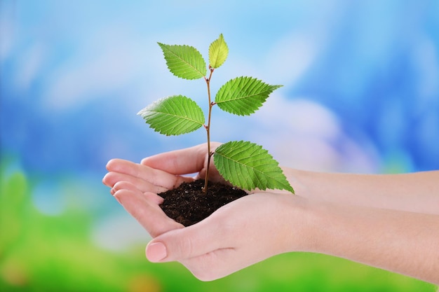 Planta en manos sobre fondo azul claro