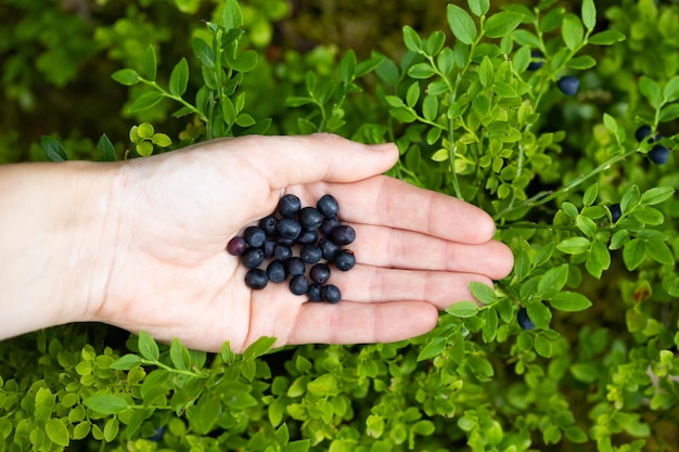 Foto planta de mantenimiento de la mano recortada