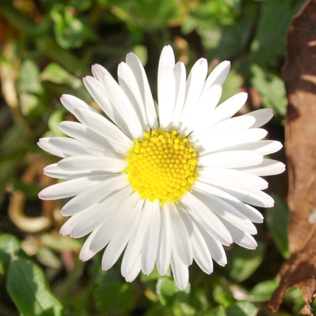 Planta margarida oxeye