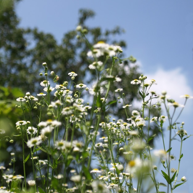 Planta margarida oxeye