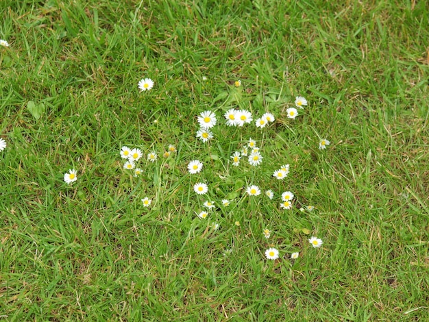 Planta de margarita común Bellis perennis flor blanca