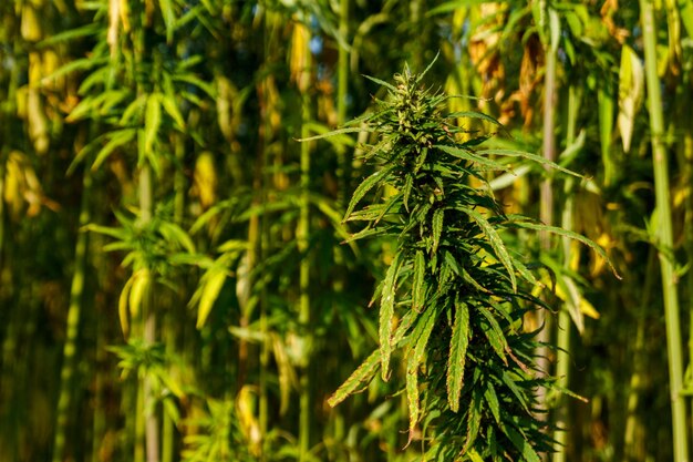 Planta de marihuana cannabis verde en un campo