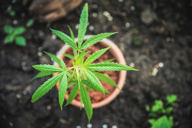 Foto planta de marihuana en maceta vista superior cannabis droga herbal.