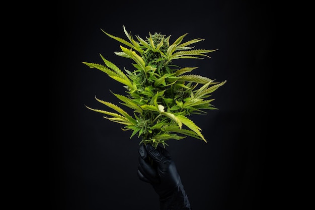 Planta de marihuana en mano