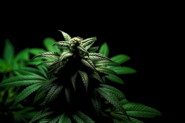 La planta de marihuana medicinal tiene un brote cercano que florece con abundantes tricomas
