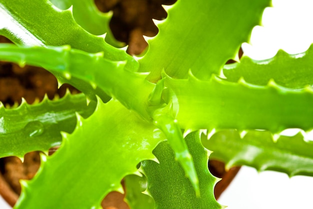 Planta medicinal de aloe vera aislada en la vista superior de fondo blanco