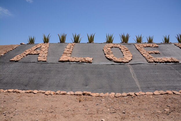 Planta Medicinal de Aloe Vera en Canarias