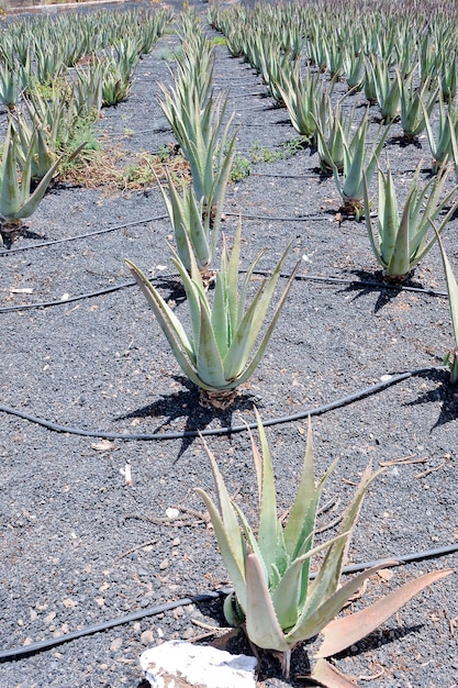 Planta medicinal Aloe Vera nas Ilhas Canárias