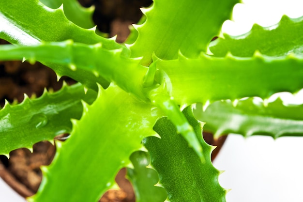 Planta medicinal de aloe verde aislada sobre fondo blanco Vista de primer plano