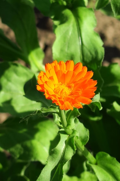 La planta medicinal de caléndula crece en una cama de jardín