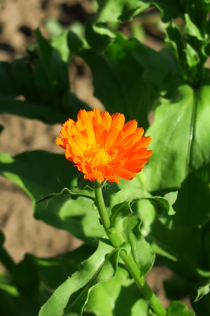 La planta medicinal de caléndula crece en una cama de jardín