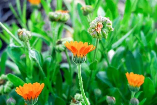 La planta medicinal de caléndula crece en un lecho de jardín. recogiendo el concepto de plantas medicinales