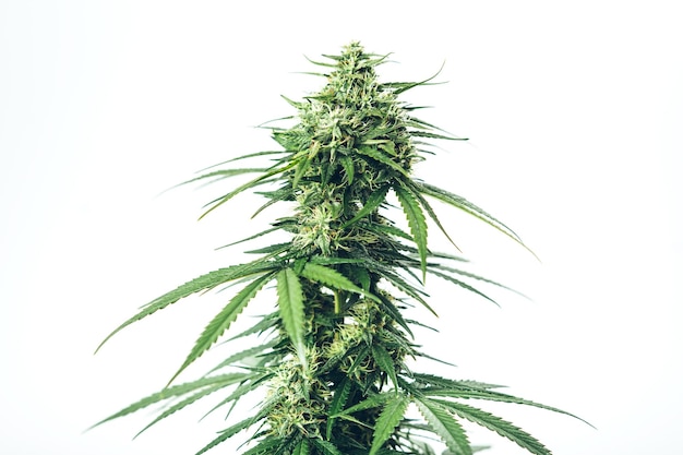 Planta medicinal da maconha da erva daninha do skunk