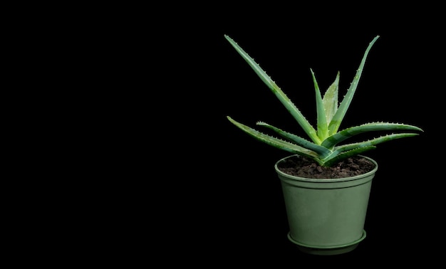 Planta medicinal de aloe em pote em fundo preto