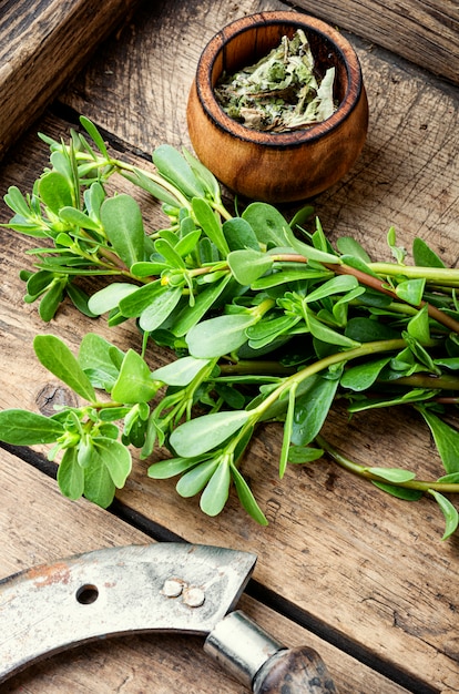 Planta medicinal de purslane