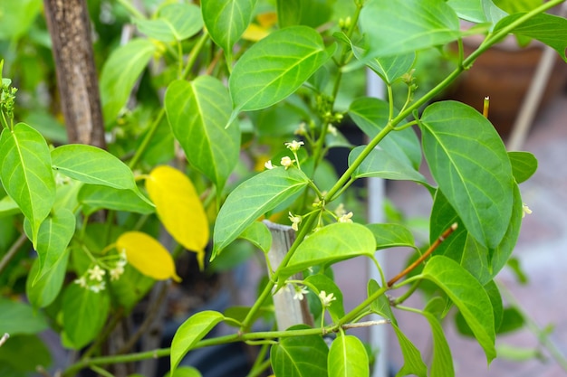 Planta medicinal Gurmar Folhas frescas de erva