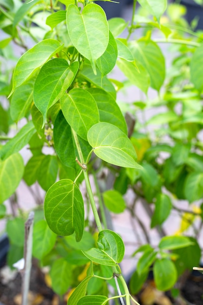 Planta medicinal Gurmar Folhas frescas de erva