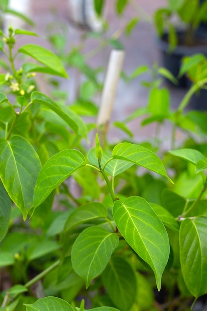 Planta medicinal gurmar folhas frescas de erva