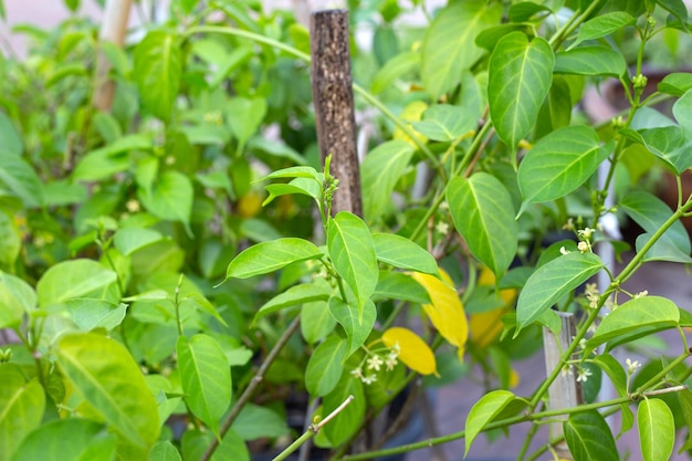 Planta medicinal Gurmar Folhas frescas de erva