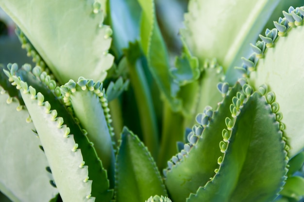 planta medicinal Kalanchoe