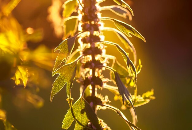 Foto la planta medicinal de la madre en la luz del atardecer