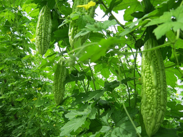 Planta de melón amargo en jardín