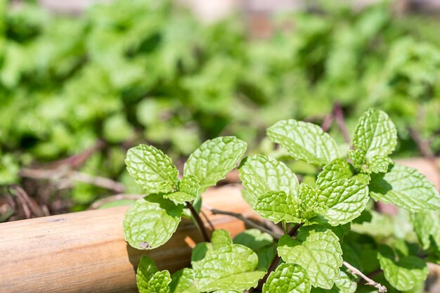 Planta de menta cultivada en el huerto