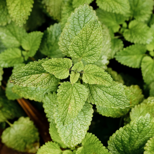 Planta de menta con fondo borroso