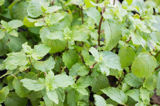 Planta de menta en el jardín de su casa