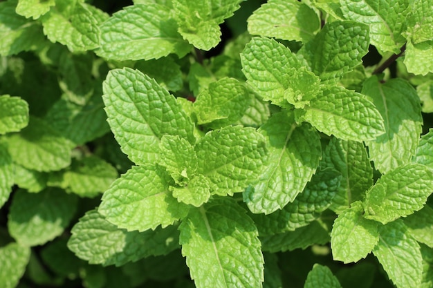 Planta de menta en jardín.