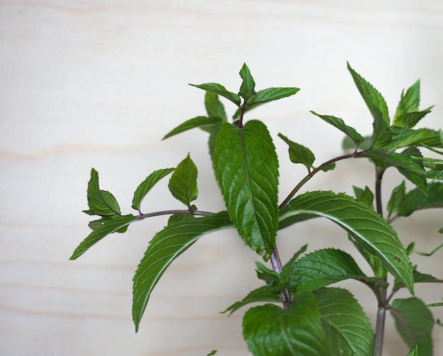 Planta de menta Mentha piperita