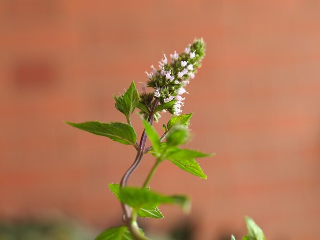 Planta de menta Mentha piperita