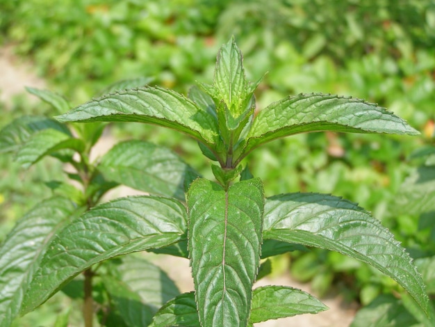 Planta de menta (Mentha piperita)