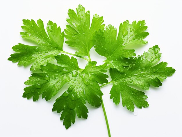 Foto planta de menta sobre un fondo blanco de alta calidad