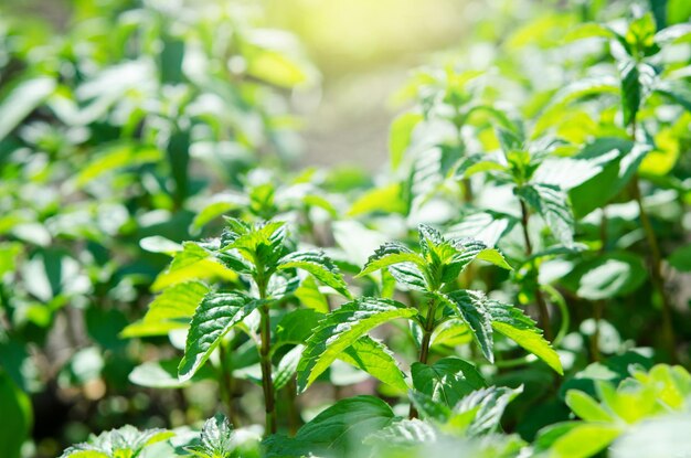 Planta de menta verde en crecimiento en el huerto Imagen