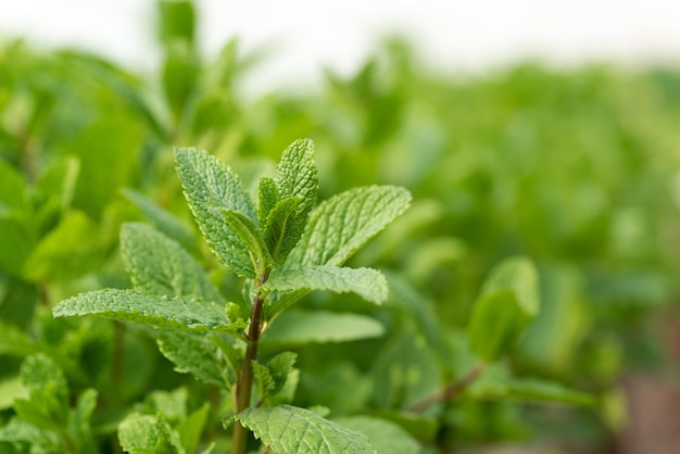 Planta de menta verde en crecimiento en el huerto