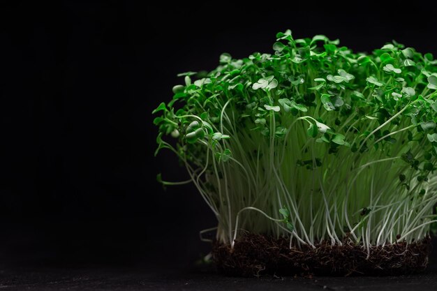 La planta de micro brócoli verde fresco crece sobre un fondo negro