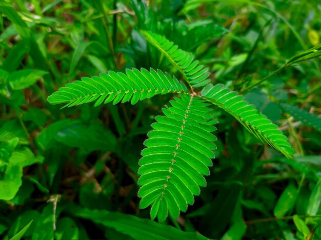 Planta Mimosa Pudica entre la hierba