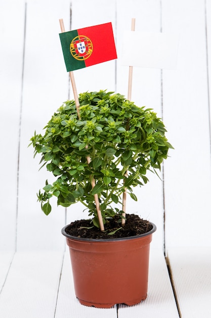 Planta mínima Ocimum