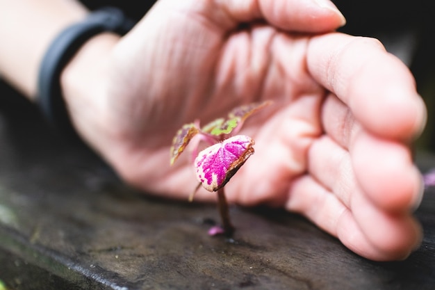 Planta minúscula pequena com proteção da mão humana. conceito de crescimento e suporte.