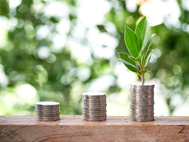 Planta con monedas en la mesa