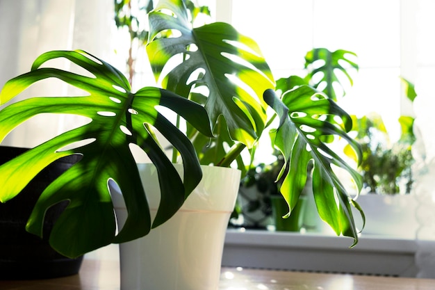 La planta Monstera El concepto de minimalismo Las hojas de Monstera deliciosa o hojas tropicales de queso suizo