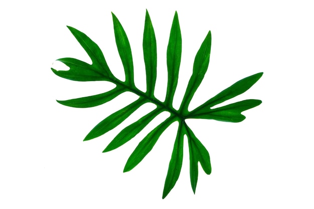 La planta Monstera deja la vid tropical de hoja perenne aislada sobre un fondo blanco